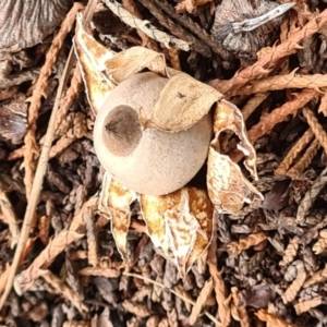 Geastrum sp. (genus) at Isaacs, ACT - 14 May 2022 01:08 PM