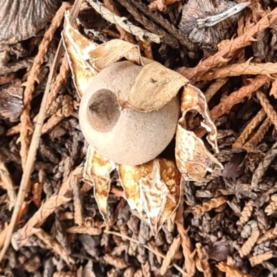 Geastrum sp. (Geastrum sp.) at Isaacs, ACT - 14 May 2022 by galah681