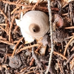 Geastrum sp. (genus) at Isaacs, ACT - 14 May 2022 01:08 PM