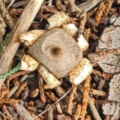 Geastrum sp. at Isaacs, ACT - 14 May 2022