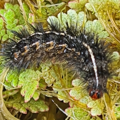 Ardices curvata (Crimson Tiger Moth) at Isaacs, ACT - 14 May 2022 by galah681