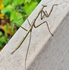 Tenodera australasiae at Isaacs, ACT - 14 May 2022 by galah681