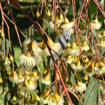 Eucalyptus leucoxylon (Yellow Gum) at Hackett, ACT - 17 May 2022 by galah681