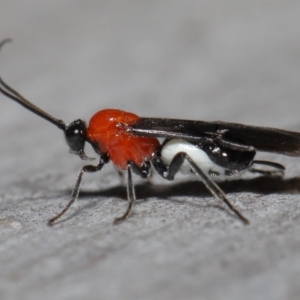 Braconidae (family) at Acton, ACT - 31 May 2022 11:13 AM