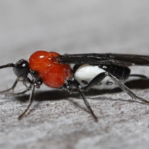 Braconidae (family) at Acton, ACT - 31 May 2022