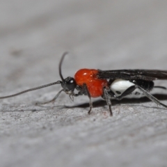 Braconidae (family) at Acton, ACT - 31 May 2022 11:13 AM