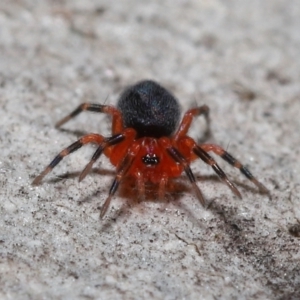 Nicodamus peregrinus at Acton, ACT - 31 May 2022 11:15 AM