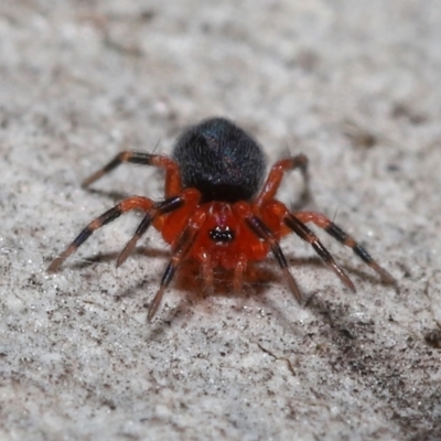 Nicodamidae (family) (Red and Black Spider) at Acton, ACT - 31 May 2022 by TimL