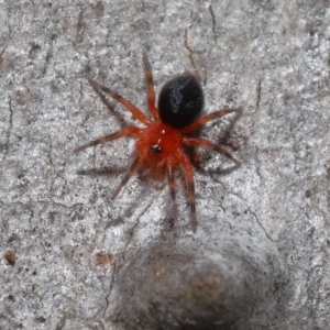 Nicodamus peregrinus at Acton, ACT - 31 May 2022 11:15 AM