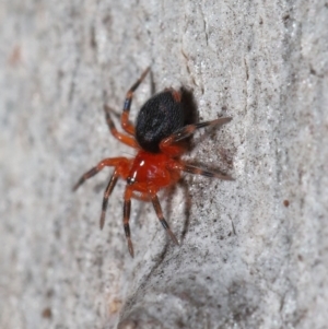 Nicodamus peregrinus at Acton, ACT - 31 May 2022 11:15 AM