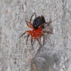 Nicodamus peregrinus at Acton, ACT - 31 May 2022 11:15 AM