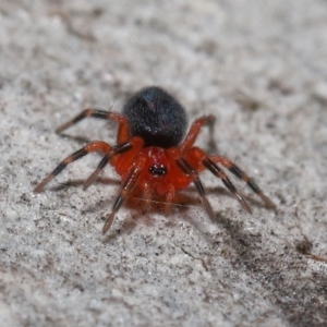 Nicodamus peregrinus at Acton, ACT - 31 May 2022 11:15 AM