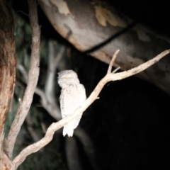 Podargus strigoides (Tawny Frogmouth) at West Albury, NSW - 20 May 2022 by AlburyCityEnviros