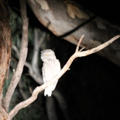 Podargus strigoides (Tawny Frogmouth) at West Albury, NSW - 20 May 2022 by AlburyCityEnviros