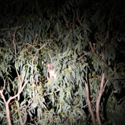 Trichosurus vulpecula (Common Brushtail Possum) at West Albury, NSW - 20 May 2022 by AlburyCityEnviros