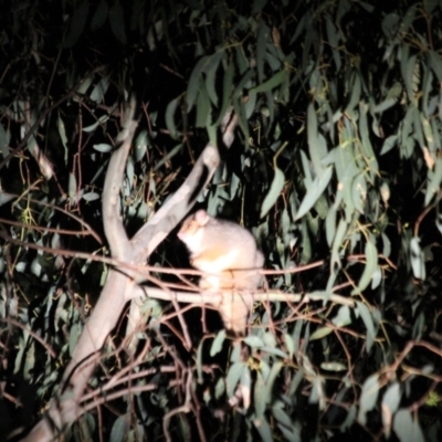 Pseudocheirus peregrinus (Common Ringtail Possum) at West Albury, NSW - 20 May 2022 by AlburyCityEnviros