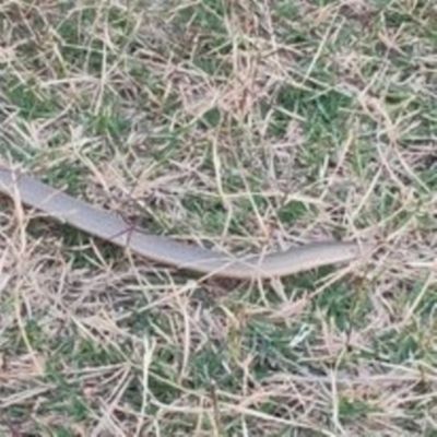 Lialis burtonis (Burton's Snake-lizard) at West Wodonga, VIC - 19 Mar 2022 by isabellesk