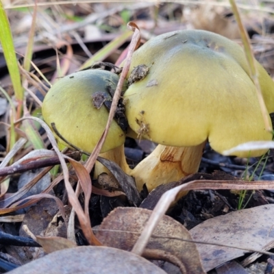 Cortinarius austrovenetus (Green Skinhead) at O'Connor, ACT - 1 Jun 2022 by trevorpreston