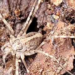 Opiliones (order) at O'Connor, ACT - 1 Jun 2022