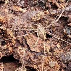 Opiliones (order) at O'Connor, ACT - 1 Jun 2022 10:47 AM