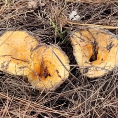 Lactarius deliciosus (Saffron Milkcap) at O'Connor, ACT - 1 Jun 2022 by trevorpreston