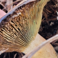 Lactarius deliciosus at O'Connor, ACT - 1 Jun 2022