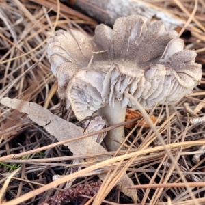 Tricholoma terreum at O'Connor, ACT - 1 Jun 2022