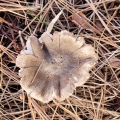 Tricholoma terreum at O'Connor, ACT - 1 Jun 2022 10:43 AM