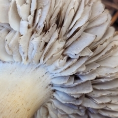 Tricholoma terreum at O'Connor, ACT - 1 Jun 2022 10:43 AM