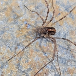 Opiliones (order) at Lyneham, ACT - 1 Jun 2022