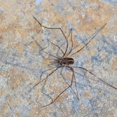 Opiliones (order) at Lyneham, ACT - 1 Jun 2022