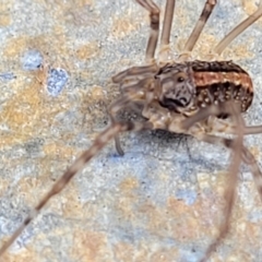 Opiliones (order) at Lyneham, ACT - 1 Jun 2022