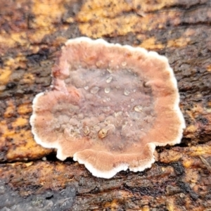 Xylobolus illudens at Lyneham, ACT - 1 Jun 2022 10:39 AM