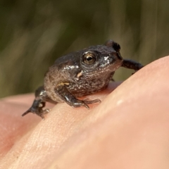 Uperoleia laevigata (Smooth Toadlet) at Googong, NSW - 31 May 2022 by Wandiyali