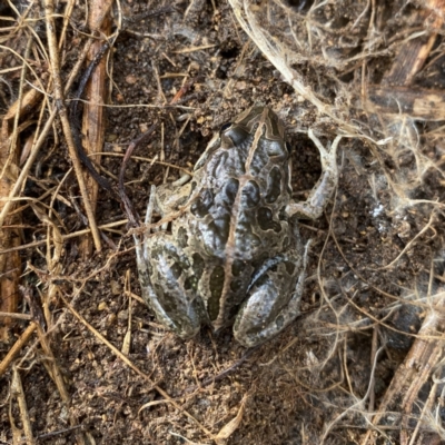 Limnodynastes tasmaniensis (Spotted Grass Frog) at Googong, NSW - 1 Jun 2022 by Wandiyali