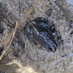 Limnodynastes tasmaniensis at Googong, NSW - 1 Jun 2022 10:49 AM