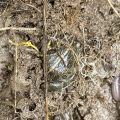 Limnodynastes tasmaniensis at Googong, NSW - 1 Jun 2022 10:49 AM