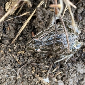 Limnodynastes tasmaniensis at Googong, NSW - 1 Jun 2022 08:52 AM