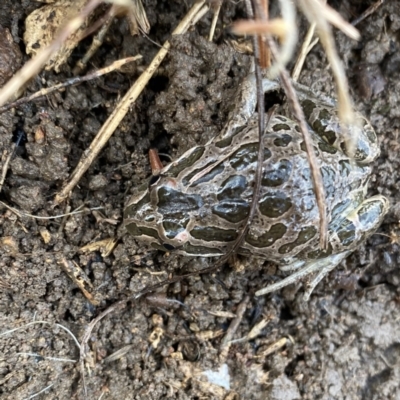 Limnodynastes tasmaniensis (Spotted Grass Frog) at Googong, NSW - 1 Jun 2022 by Wandiyali