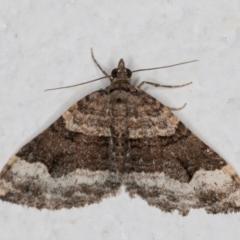 Epyaxa sodaliata (Sodaliata Moth, Clover Moth) at Melba, ACT - 26 May 2022 by kasiaaus