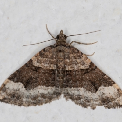 Epyaxa sodaliata (Sodaliata Moth, Clover Moth) at Melba, ACT - 26 May 2022 by kasiaaus