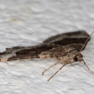 Epyaxa sodaliata at Melba, ACT - 26 May 2022 01:05 AM