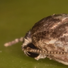 Oecophoridae provisional group 5 at Melba, ACT - 26 May 2022