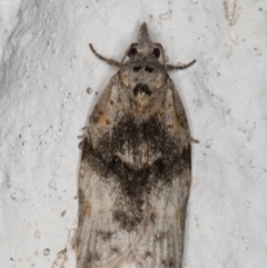 Tortricinae provisional species 1 at Melba, ACT - 25 May 2022 by kasiaaus