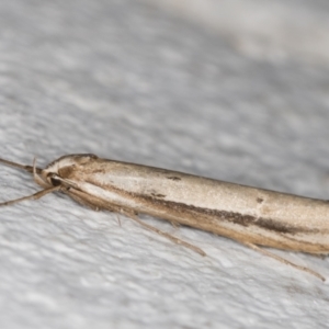 Oecophoridae (family) at Melba, ACT - 26 May 2022