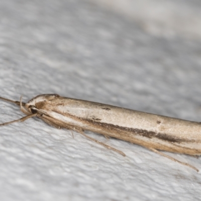 Oecophoridae (family) (Unidentified Oecophorid concealer moth) at Melba, ACT - 26 May 2022 by kasiaaus