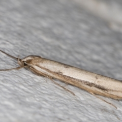 Oecophoridae (family) at Melba, ACT - 26 May 2022