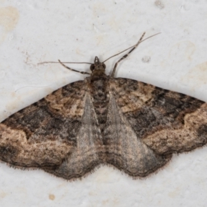 Epyaxa subidaria at Melba, ACT - 26 May 2022 10:40 PM