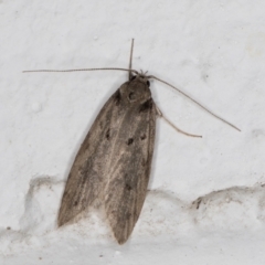 Oecophoridae (family) (Unidentified Oecophorid concealer moth) at Melba, ACT - 26 May 2022 by kasiaaus