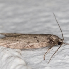 Oecophoridae (family) at Melba, ACT - 26 May 2022 10:55 PM